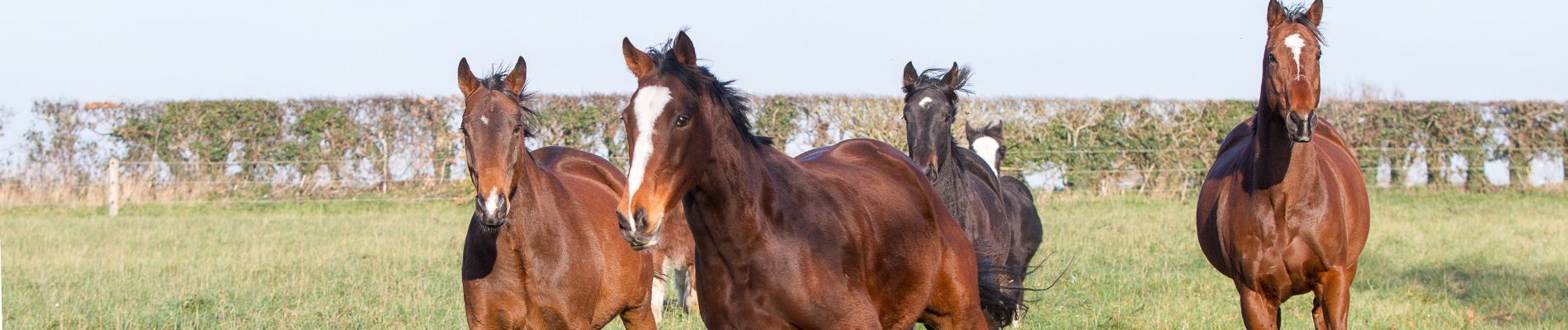 Two horses in the snow