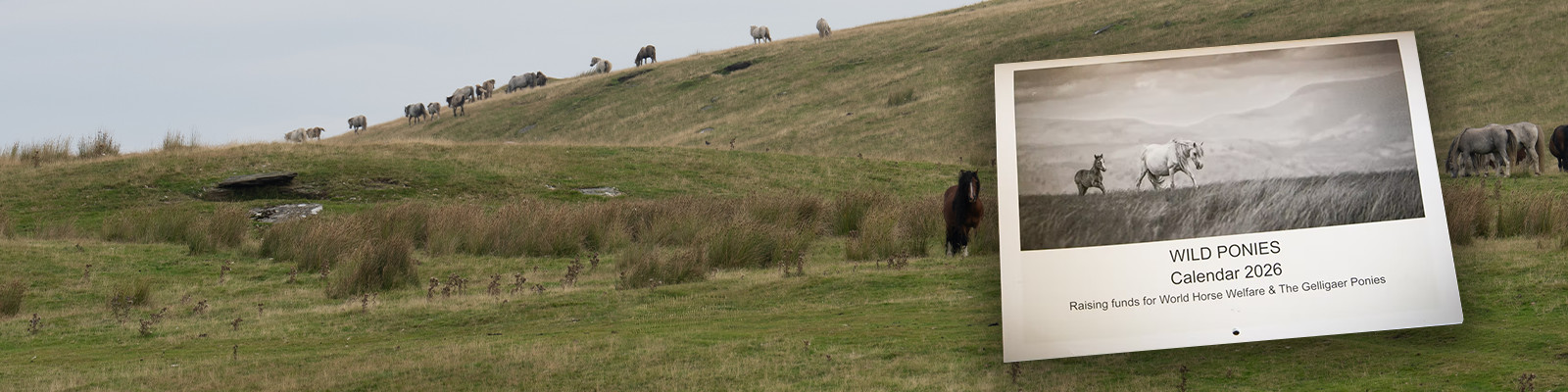 2026 calendar — support for ponies all year round