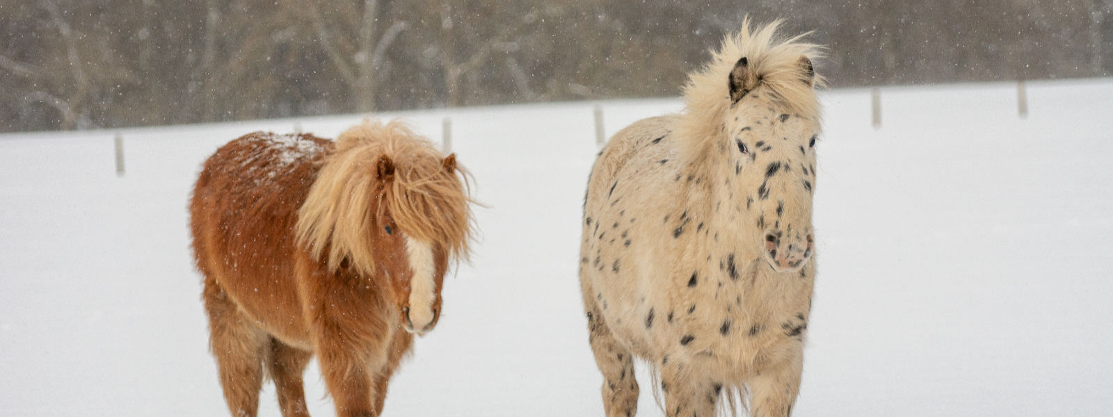 Two horses in the snow