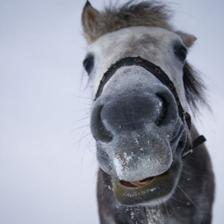 World Horse Welfare online shop