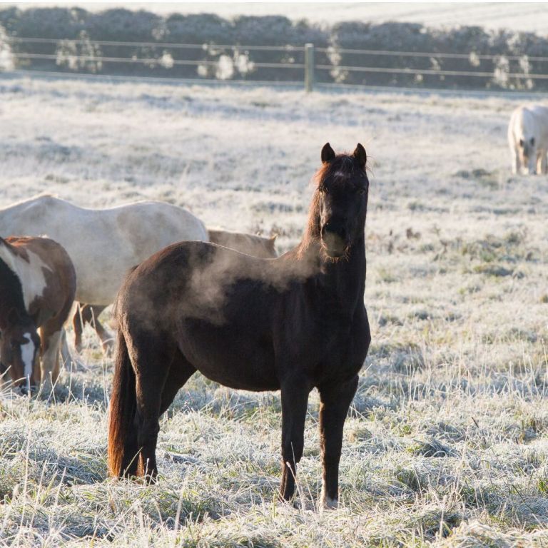 World Horse Welfare online shop