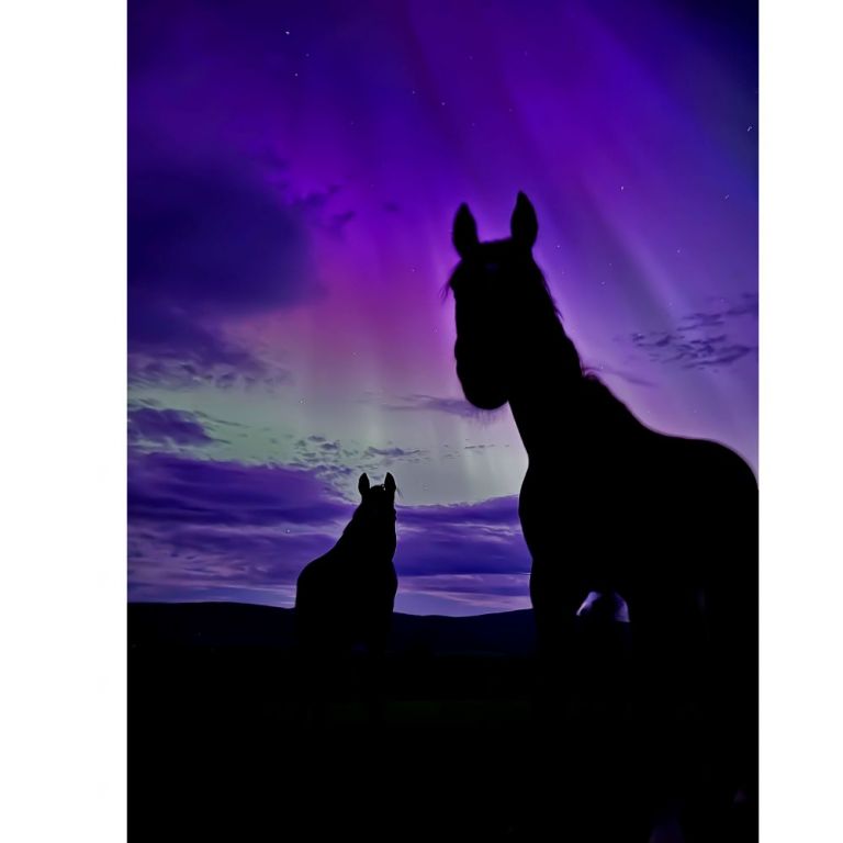 NORTHERN NIGHTS