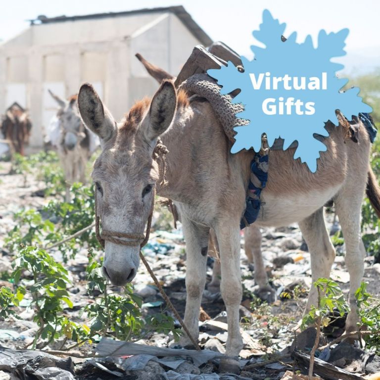 MAKE A DIFFERENCE FOR DONKEYS