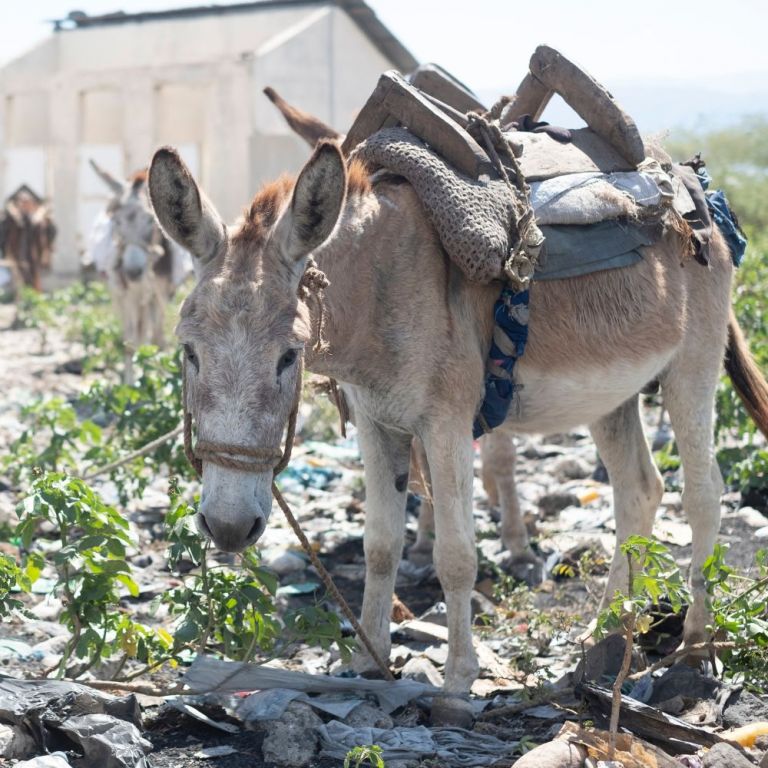 MAKE A DIFFERENCE FOR DONKEYS