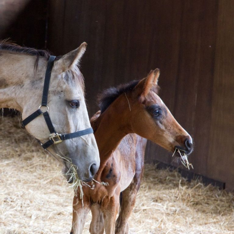 MATERNITY CARE FOR MARES & NEW FOALS